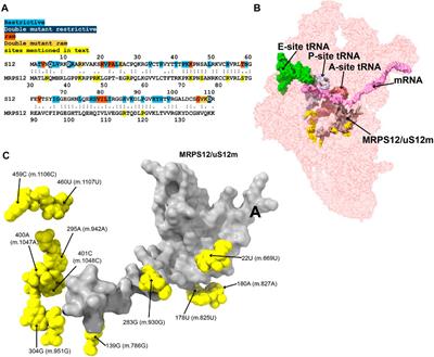 Structural analysis of mitochondrial rRNA gene variants identified in patients with deafness